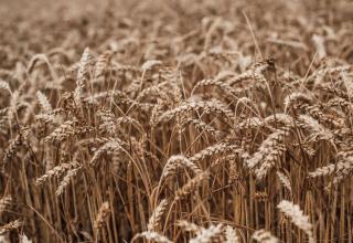 DSC_6904_res1_res1