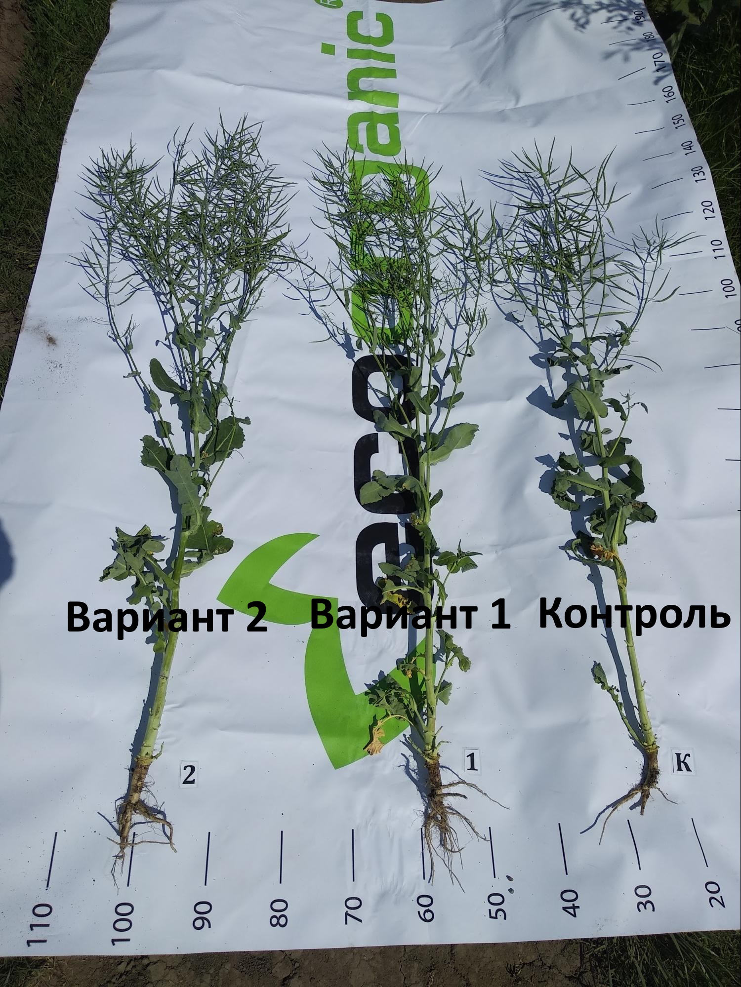 фото результаты применения внекорневых подкормок озимого рапса урожая 2018 в Винницкой области.