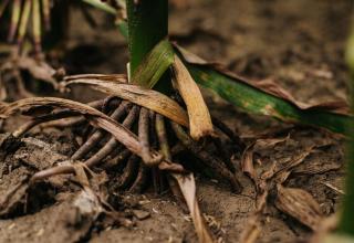 DSC_6786_res1_res1