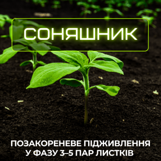 Соняшник у 2026 році потребує особливої уваги вже з перших етапів розвитку