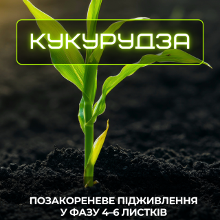 Перше позакореневе підживлення кукурудзи — важливий етап для формування майбутнього врожаю